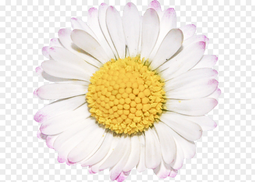 Pink Mayweed Daisy PNG