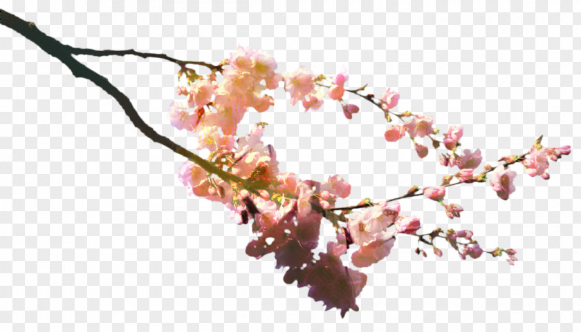 Spring Plant Cherry Blossom Tree PNG