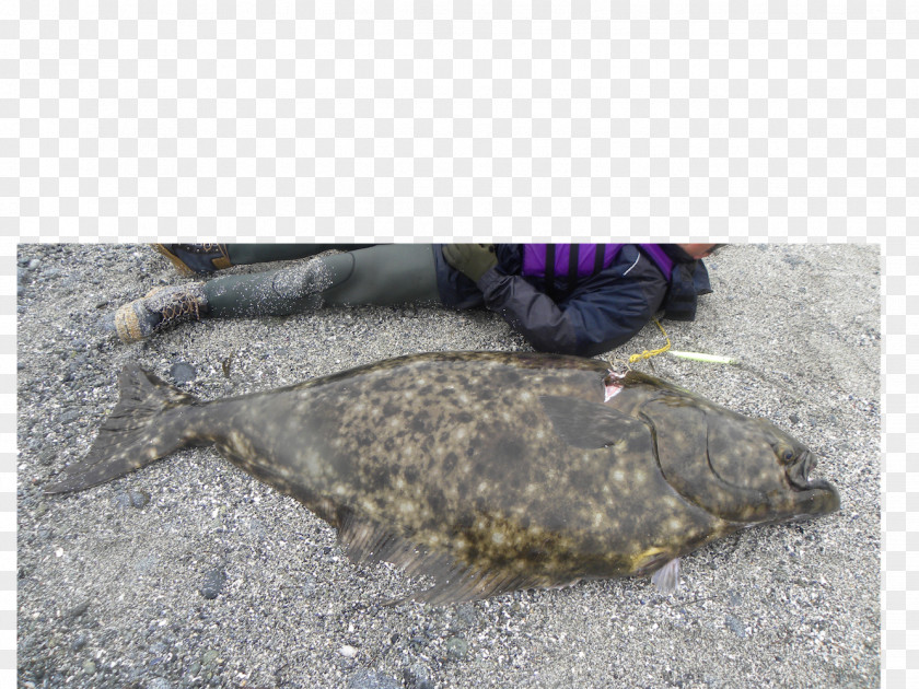 Fish Plate Flatfish Marine Mammal PNG