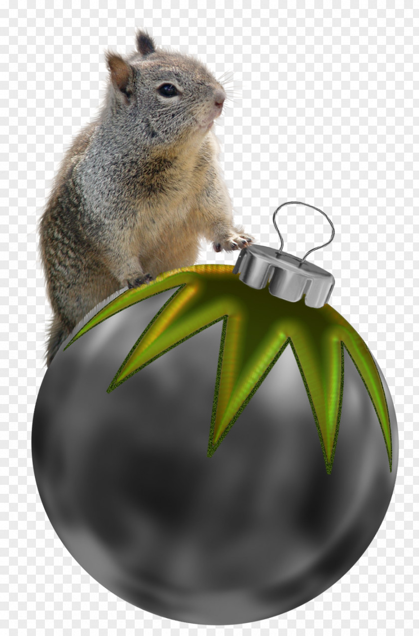 Squirrel Christmas Decoration PNG
