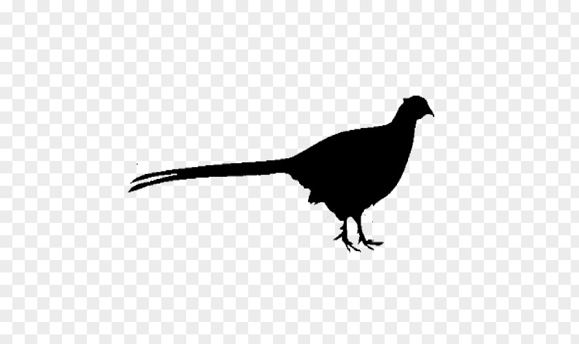 Tail Pheasant Bird Beak PNG