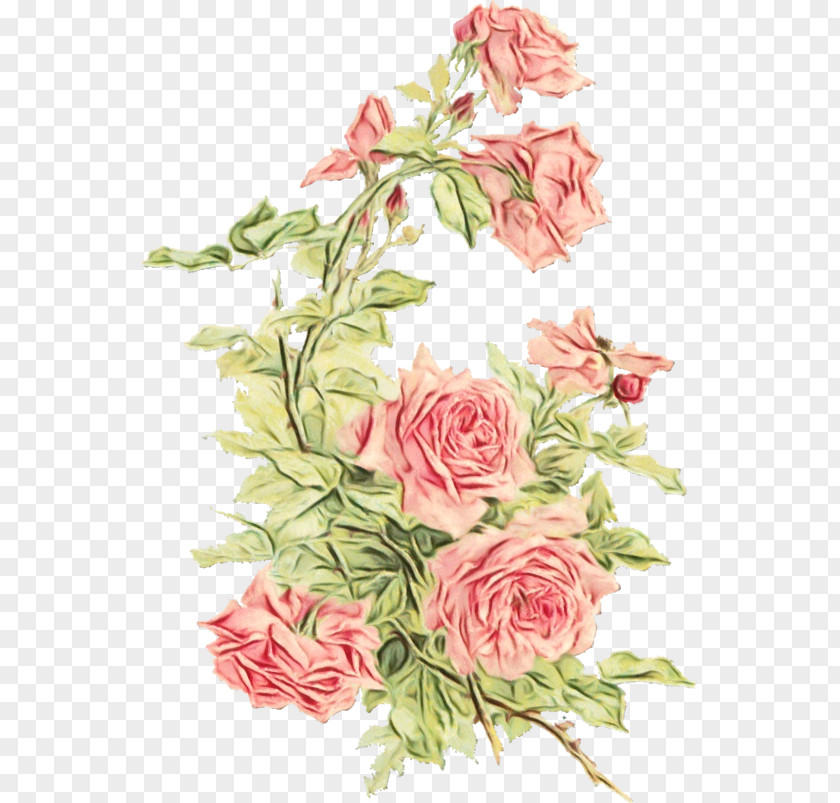 Flower Clip Art Rose Image PNG