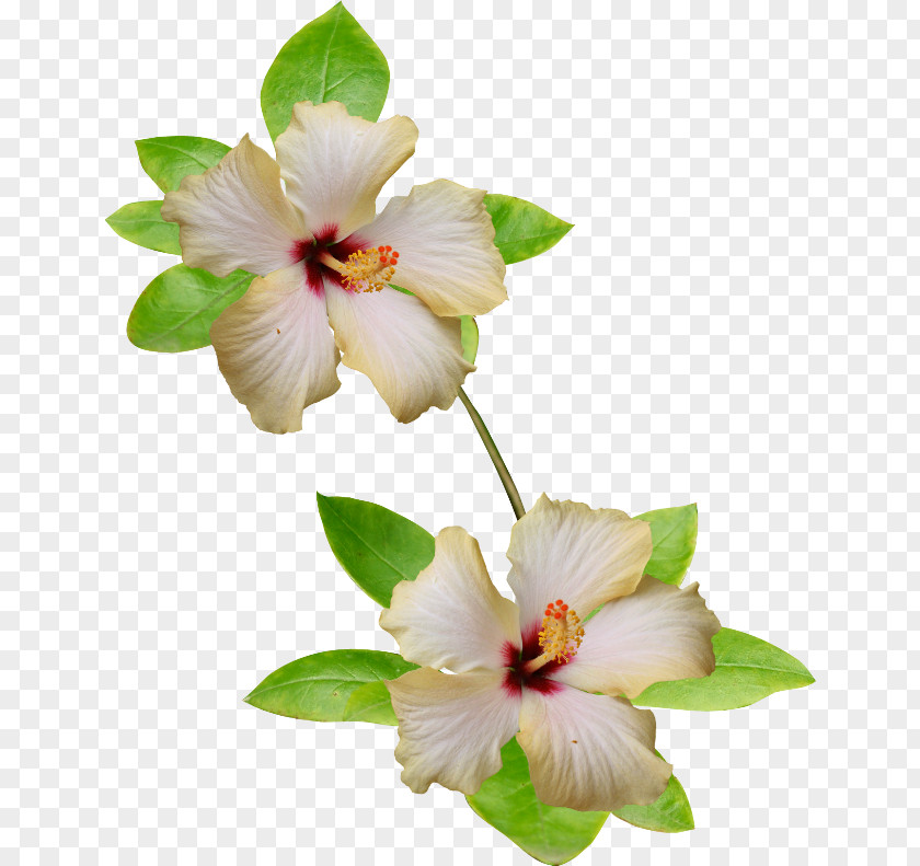 Flower Rosemallows Yellow White Petal PNG