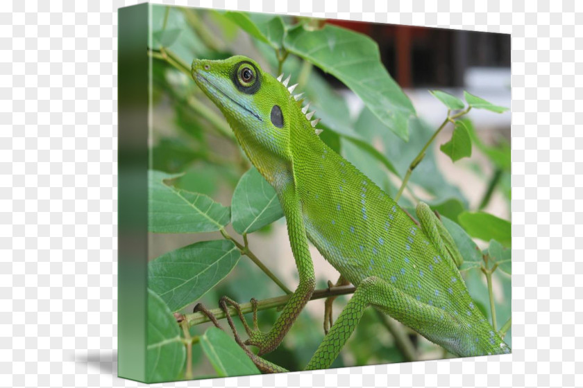 Frog Chameleons Green Anole PNG