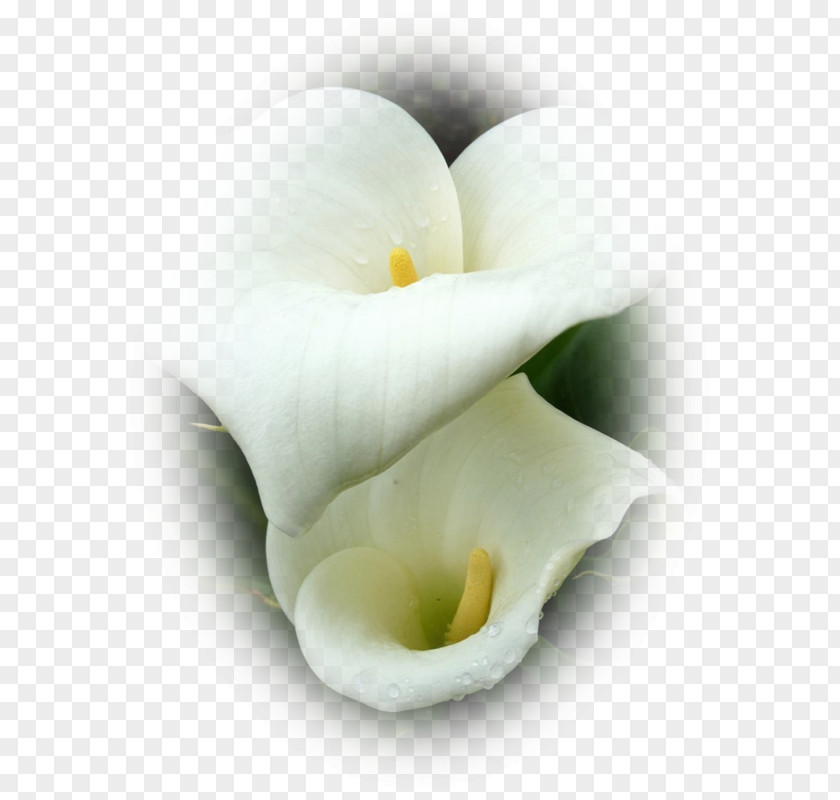 Kalasam Outline Arum Lilies Water Plantains Download Flower PNG