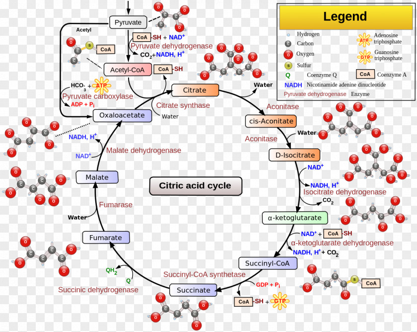 Pathway Citric Acid Cycle Cellular Respiration Metabolic Acetyl-CoA PNG