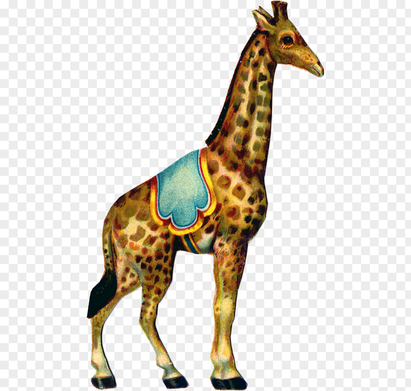 Stary Illustration Circus Clip Art Image Graphics Giraffe PNG