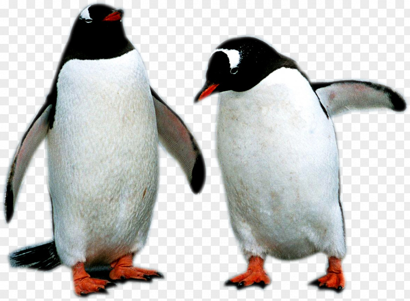 Two Penguins Penguin PNG