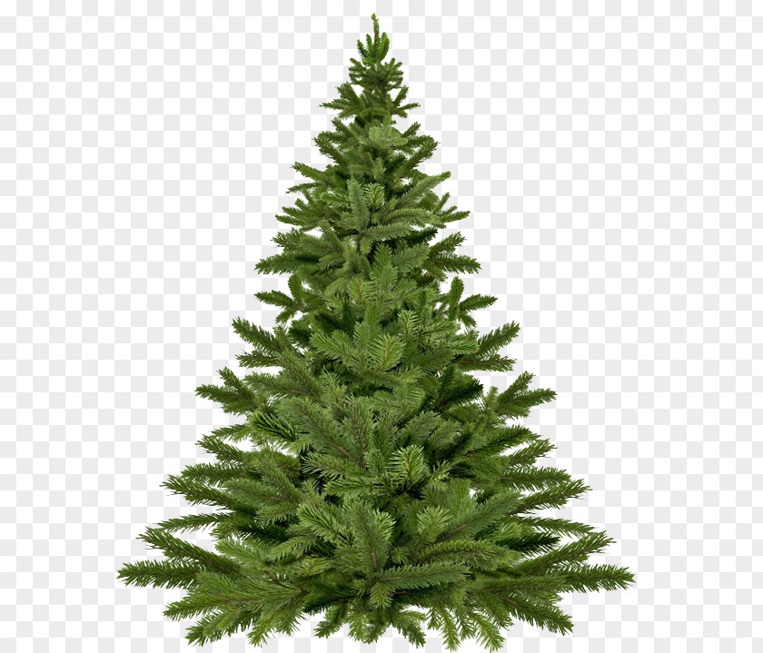 A Christmas Tree Recycling Waste Management Compost PNG