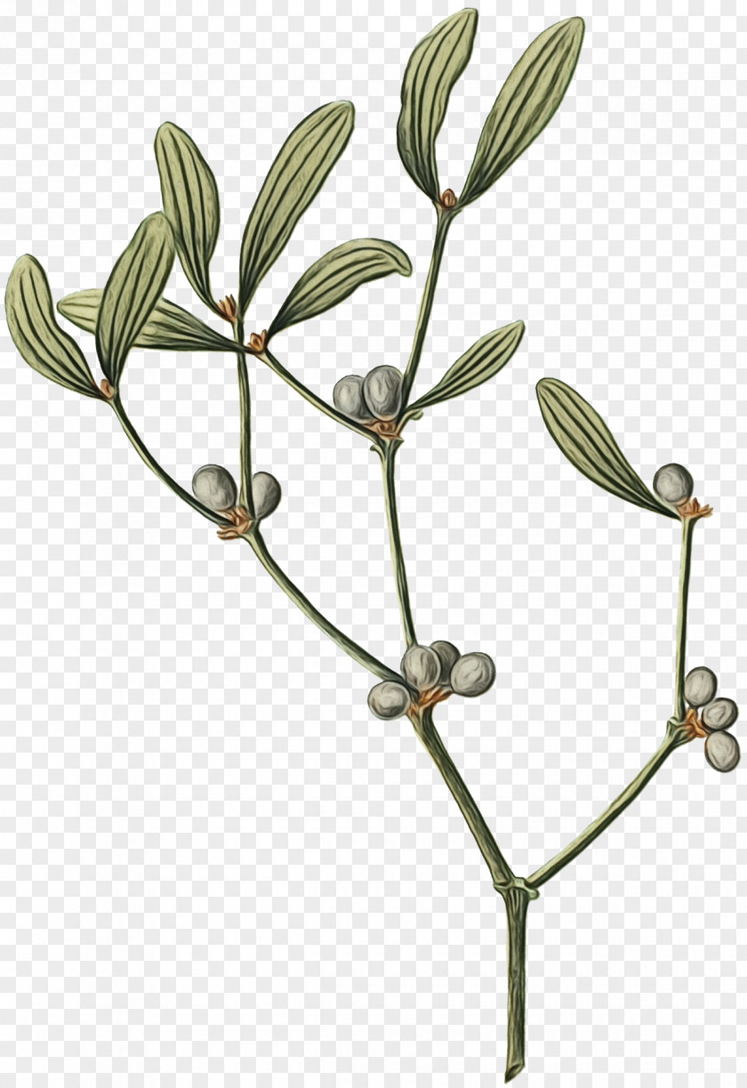 Plant Flower Branch Twig Tree PNG