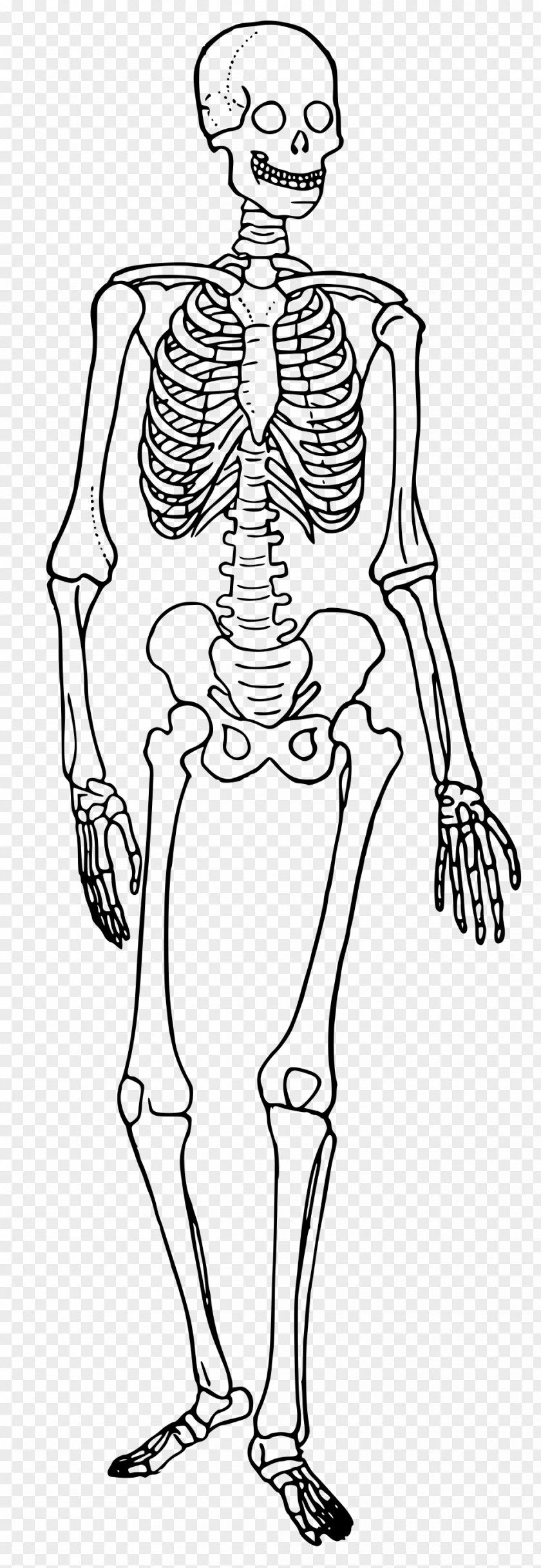 Skeleton The Skeletal System Human Body Diagram Bone PNG