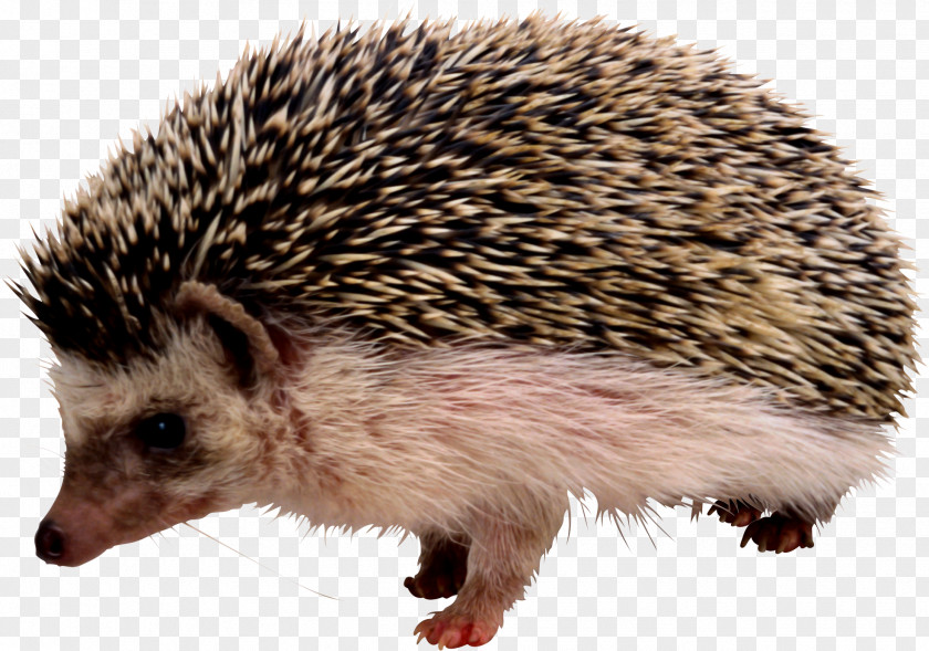 Western Magic Dream,Hedgehog Hedgehog Rodent Porcupine Echidna PNG