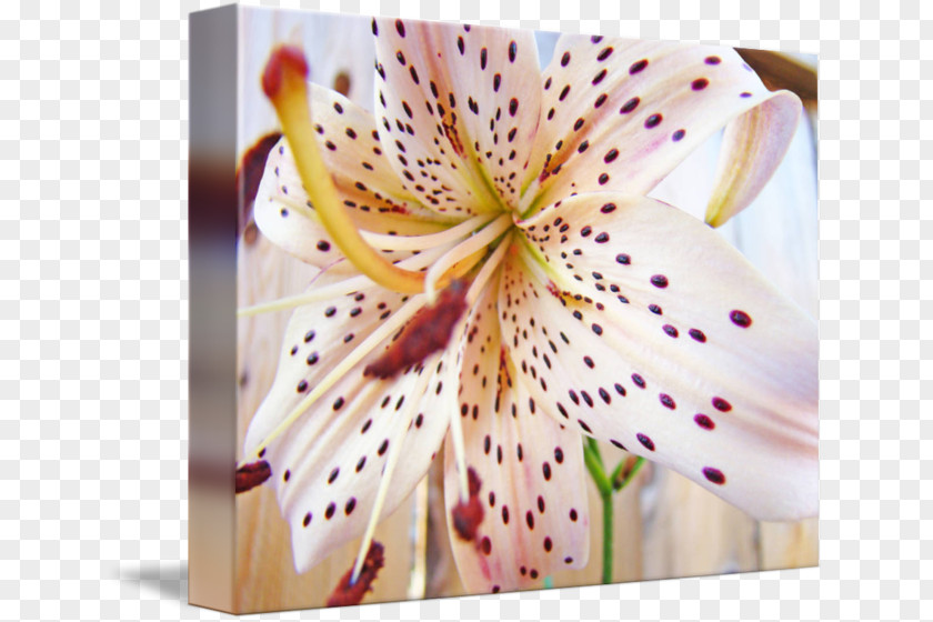 White Lily Lilium Purple M PNG