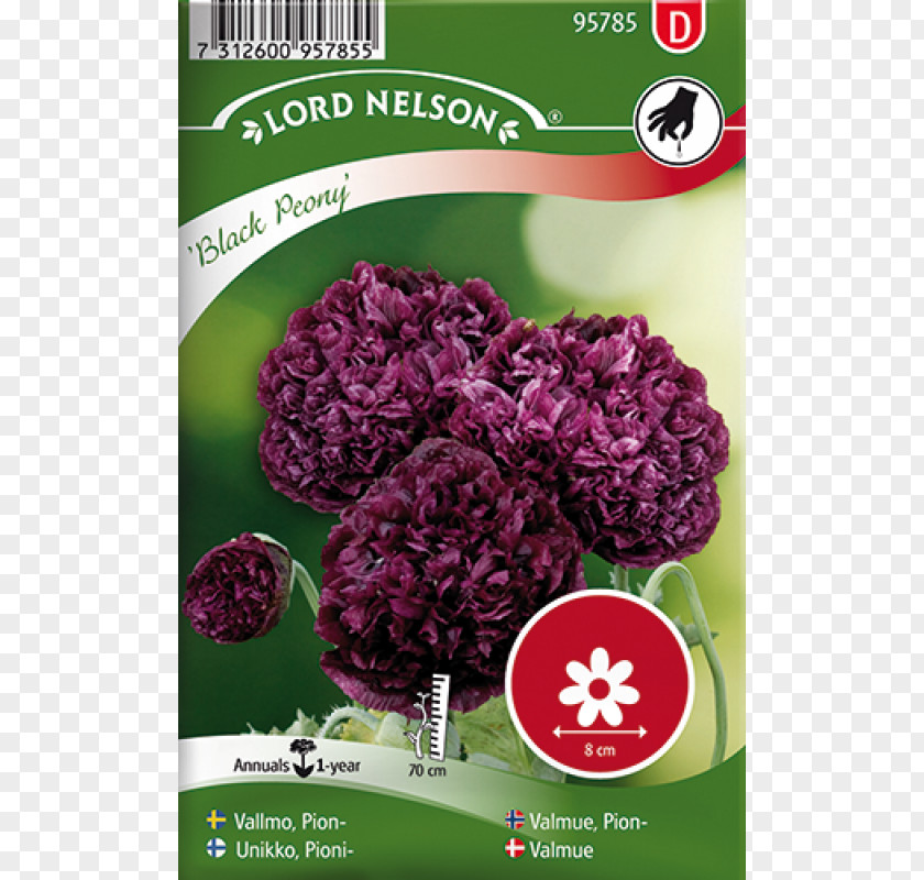 Flower Common Poppy Opium Seed Sowing PNG
