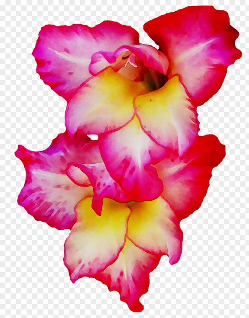 Gladiolus Cut Flowers Cattleya Orchids Pink M PNG