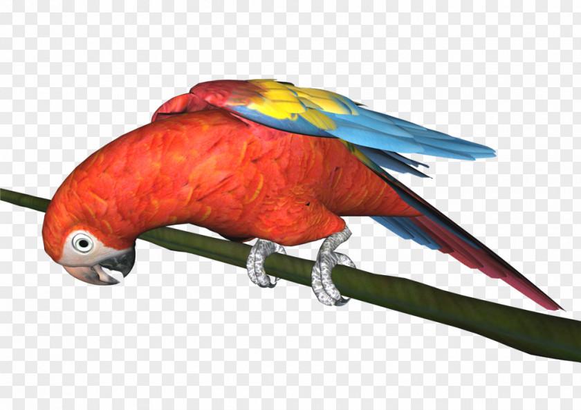 Perroquet Macaw Parrot Bird Loriini PNG