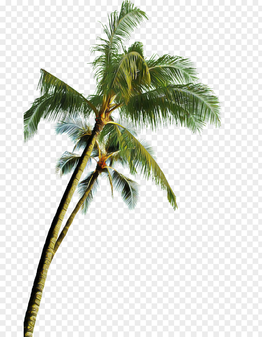 Roystonea Borassus Flabellifer Palm Tree PNG
