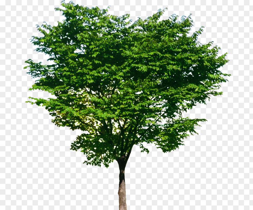 Trees Stock Photography PNG