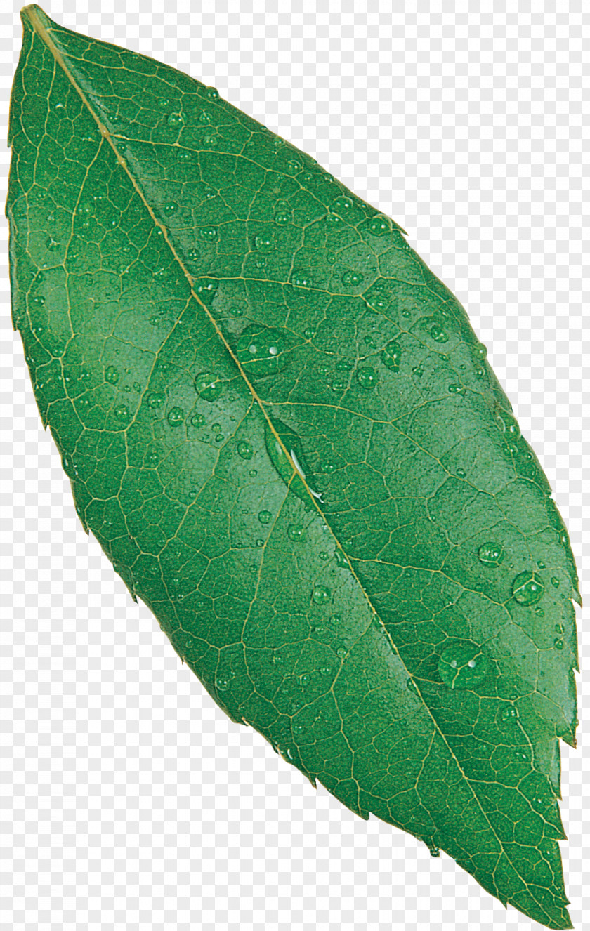 Green Leaves Plant Pathology Leaf PNG