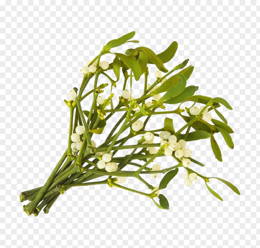 Plant Viscum Album Christmas Mistletoe Parasitic PNG