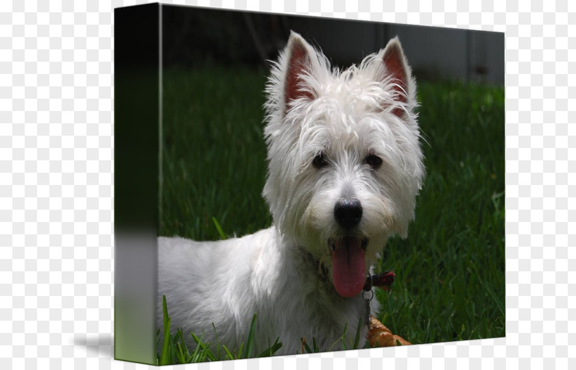 West Highland Terrier Norwich White Cairn Rare Breed (dog) Companion Dog PNG