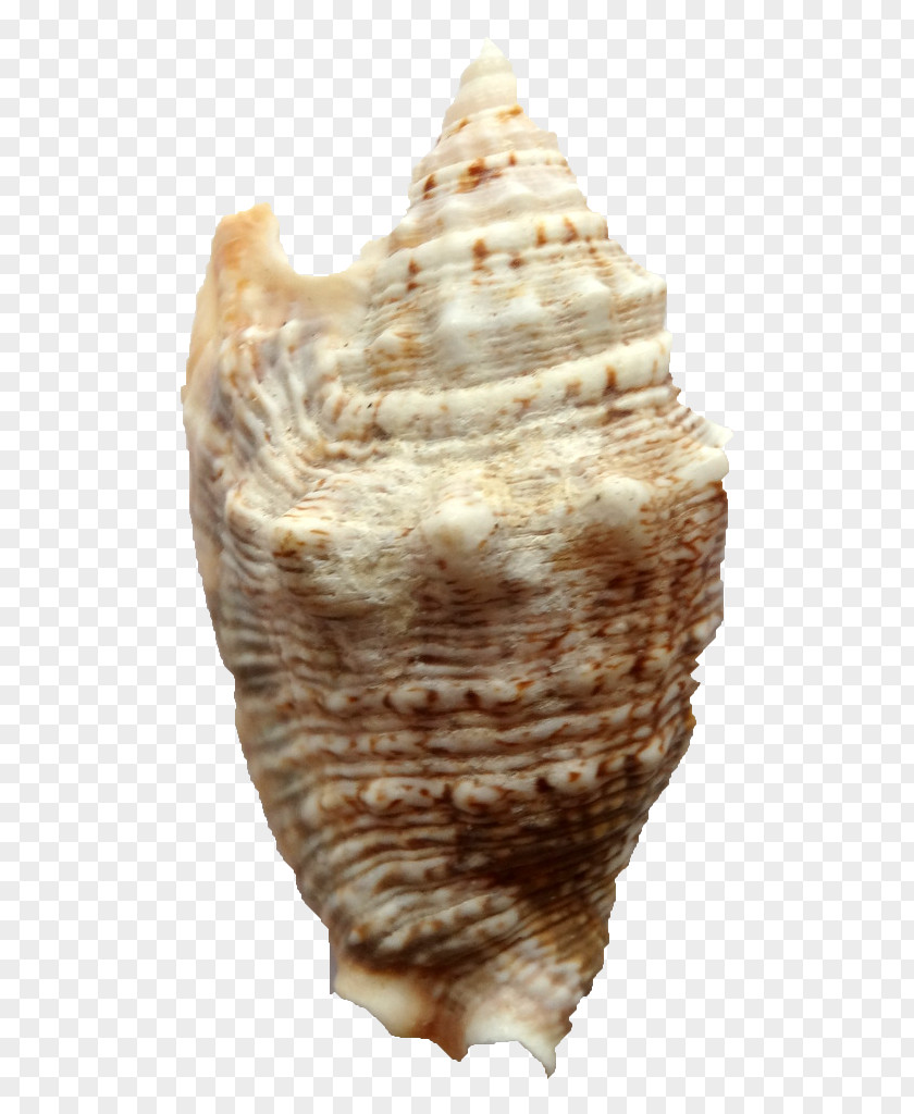 Conch Shankha Shell Sea Snail PNG