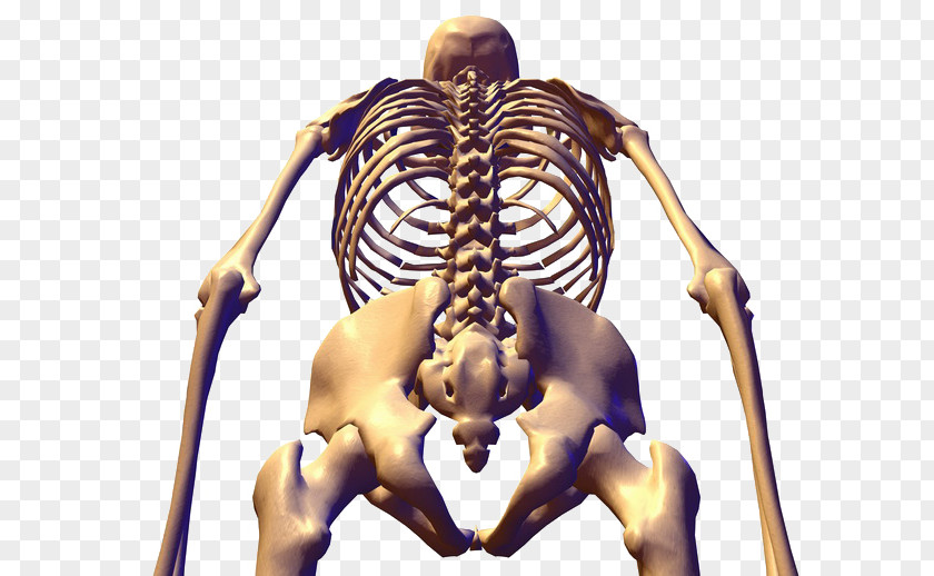 Human Skeleton Bone Anatomy Pelvis PNG