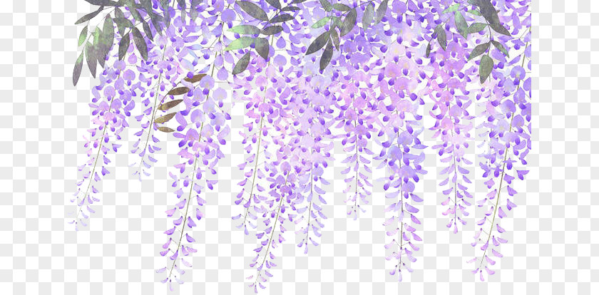 Painted Lavender Wisteria Flowers Flower Purple PNG