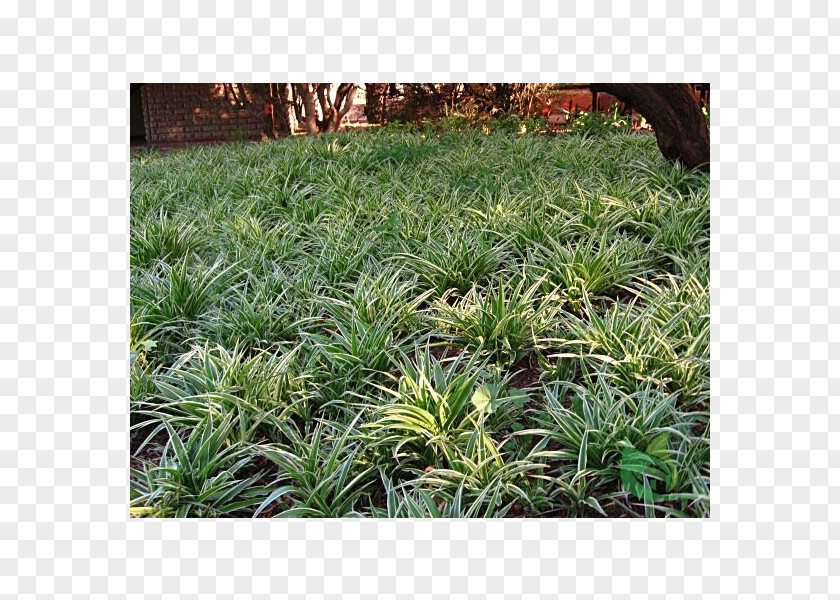 Plant Chlorophytum Comosum Groundcover Garden Houseplant PNG