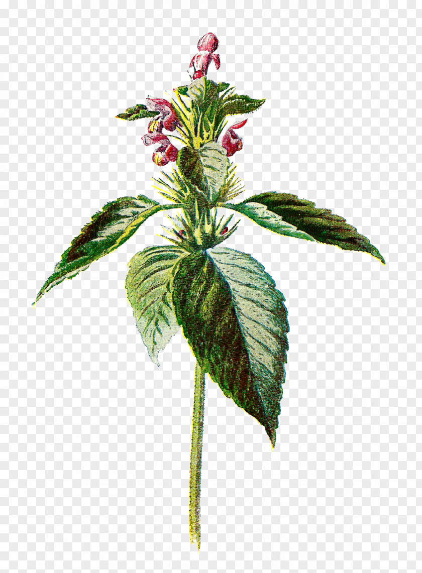 Botanical Common Nettle Flower Botany Illustration PNG