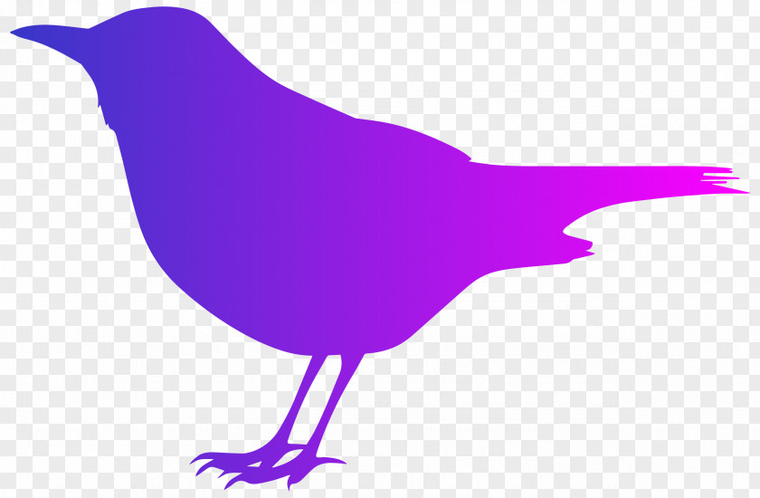 Colours Bird Crows Silhouette Clip Art PNG