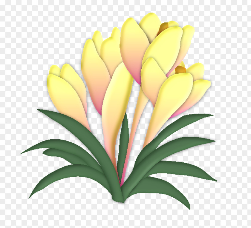 Crocus Cut Flowers Drawing Chemical Element PNG