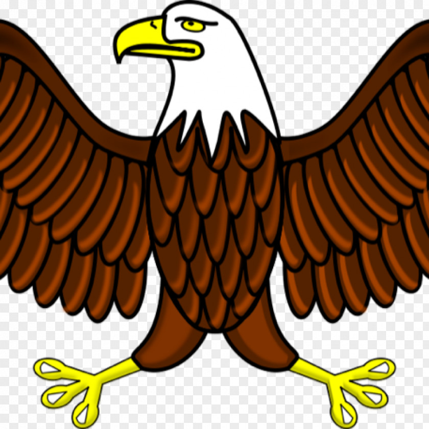 Eagle Bald Clip Art Vector Graphics PNG