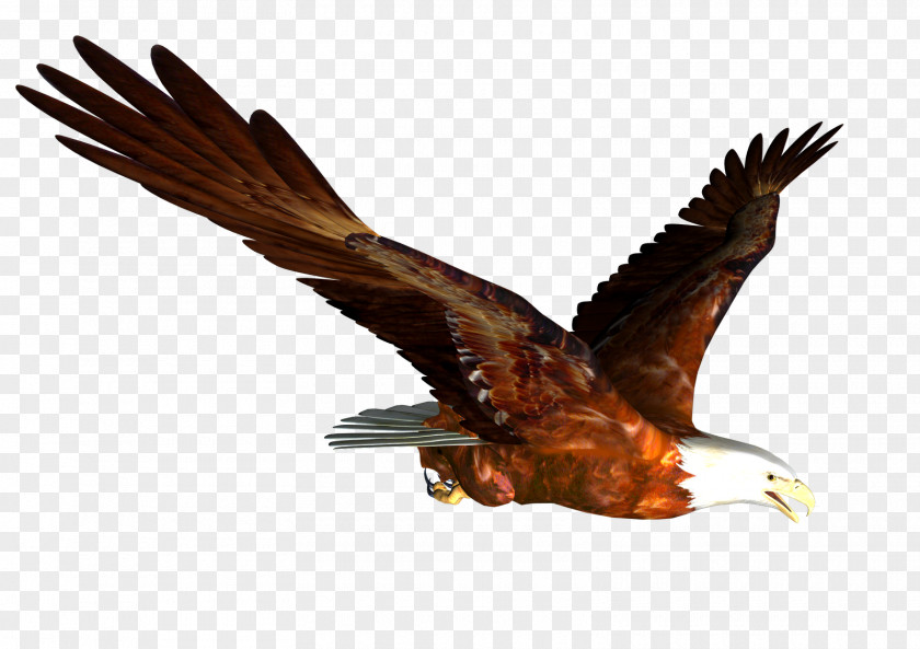 Flying Eagle Image, Free Download Hawk Mountain Sanctuary Accipitrinae Falconiformes Bird Of Prey PNG
