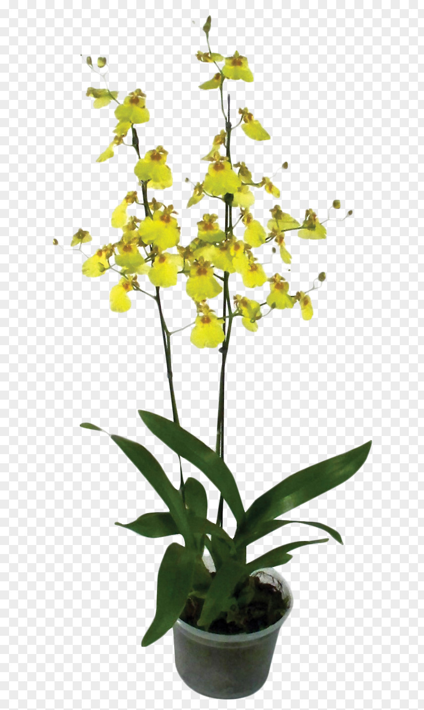 Monstera Flower Plant Dancing-lady Orchid Flores De Corte Dendrobium PNG
