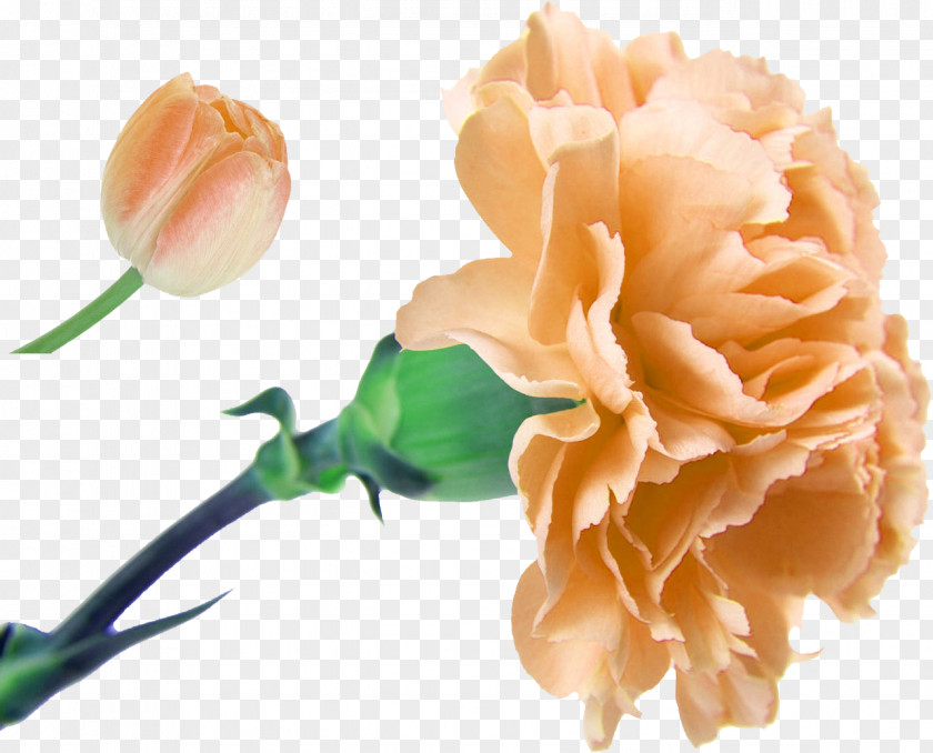 Peony Carnation Flower Bouquet Floristry Artificial PNG