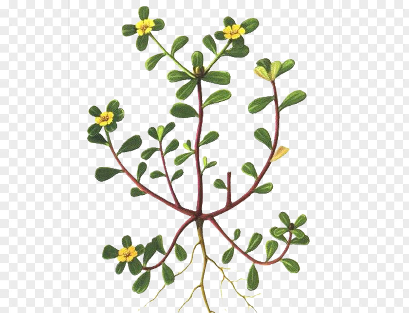 Plant Horse Tooth Pattern Common Purslane Portulaca Grandiflora Annual Vegetable Portulacaria Afra PNG