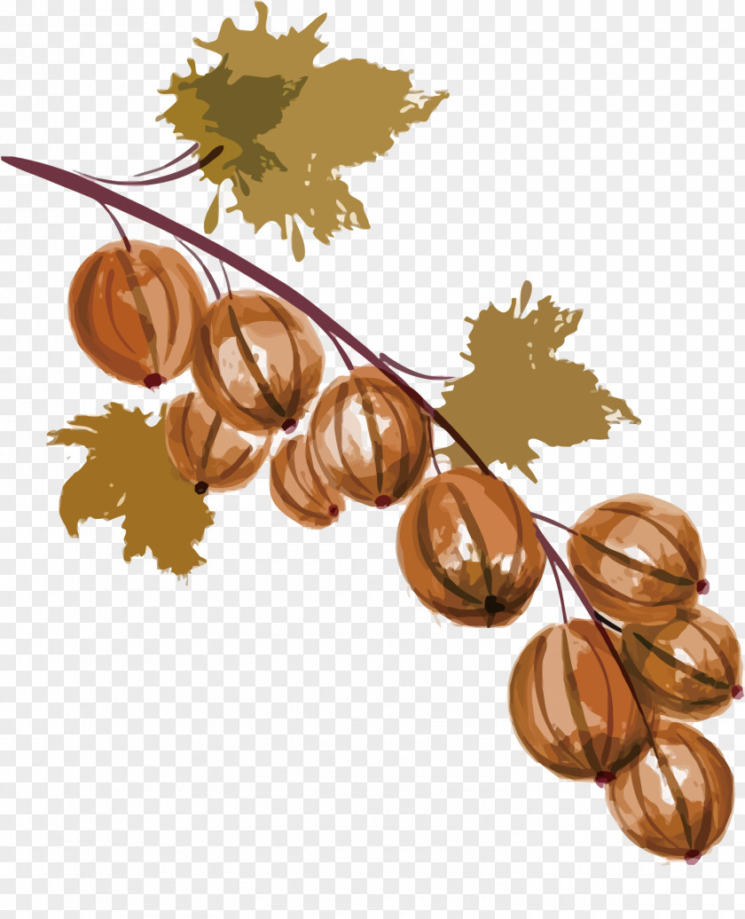 The Fruit Of Autumn Auglis Watercolor Painting Grape PNG