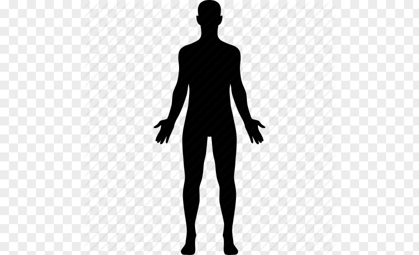 Vector Human Icon Body Anatomy Homo Sapiens PNG