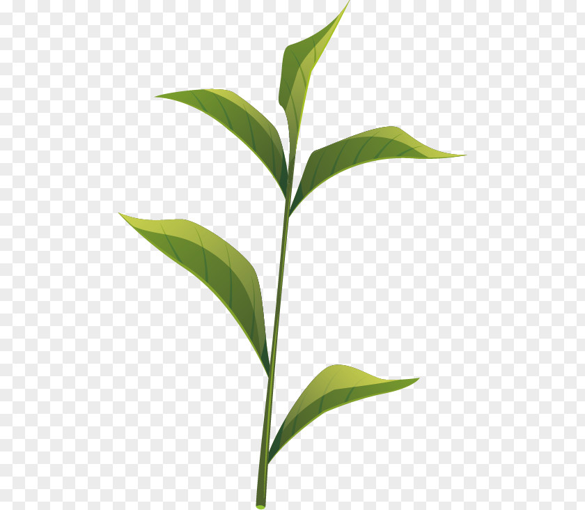 Vector Tea Leaf Anxi County Oolong PNG