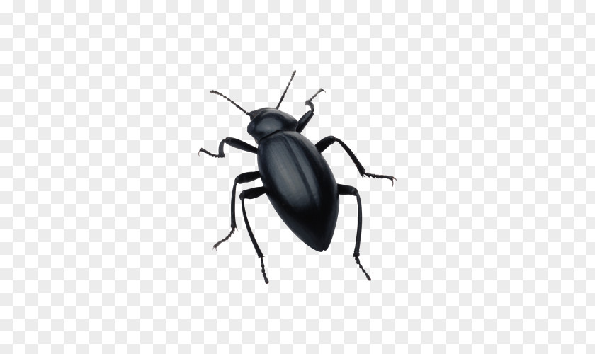 Black Beetle Silhouette Software Bug Clip Art PNG