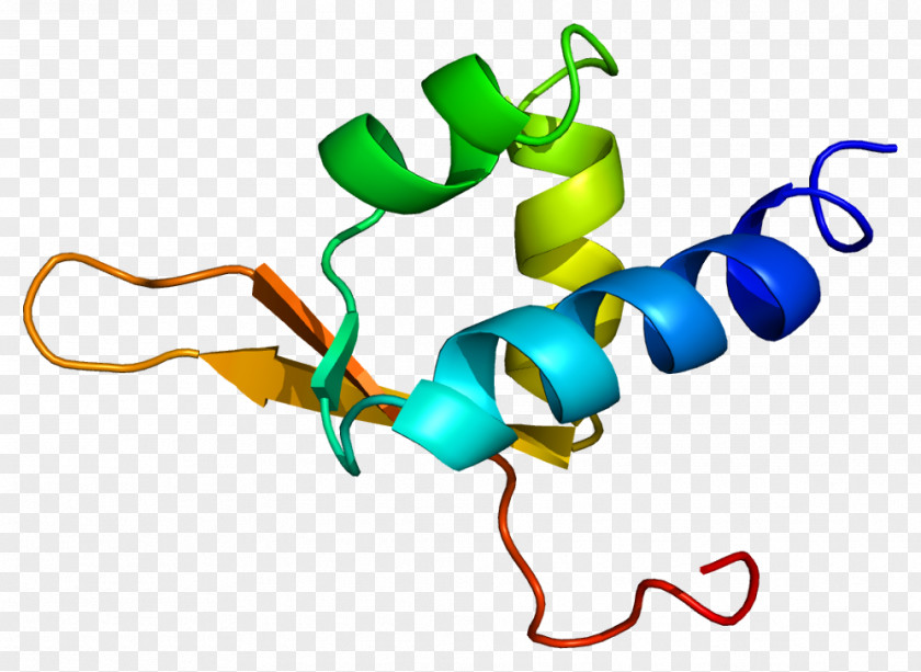 DDEF1 Gene Pleckstrin Homology Domain SH3 Protein PNG