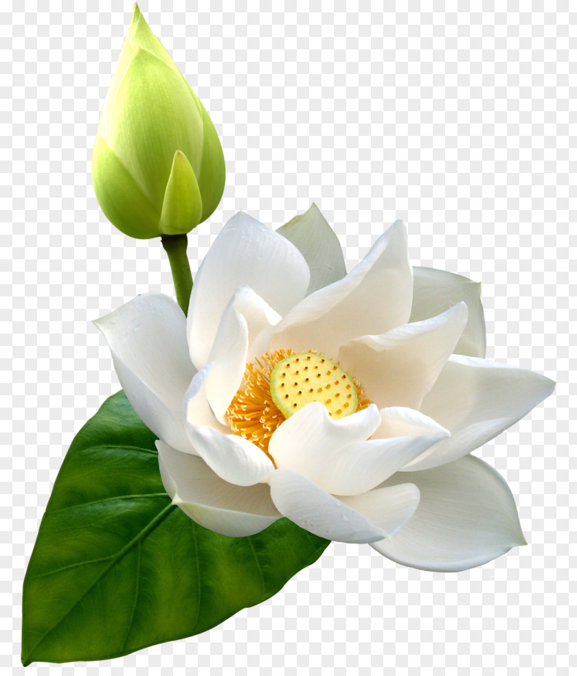 Lotus HD Nelumbo Nucifera Flower Clip Art PNG