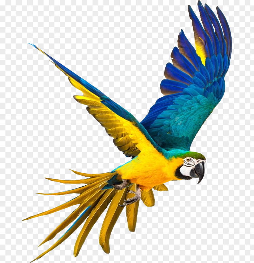 Parrot,Bako Parrot Bird Blue-and-yellow Macaw Stock Photography PNG