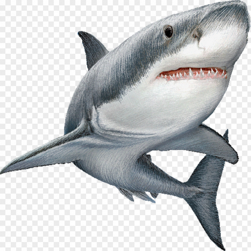 Shark Great White Clip Art Image Illustration PNG
