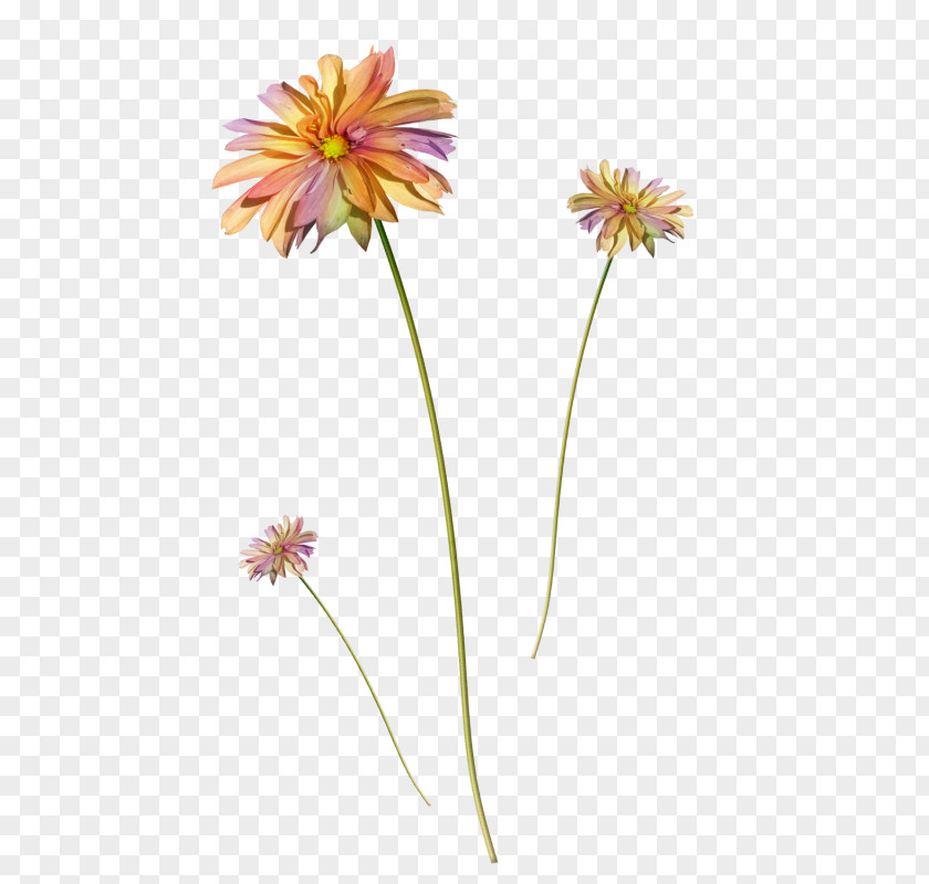 Vector Floral Material Flower Clip Art PNG