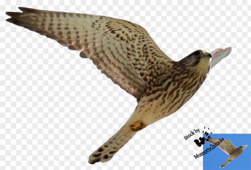 Cut Out Bird Of Prey Hawk Buzzard Accipitriformes PNG