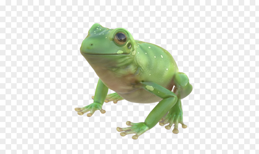 Frog True Green Tree Animal Figure PNG