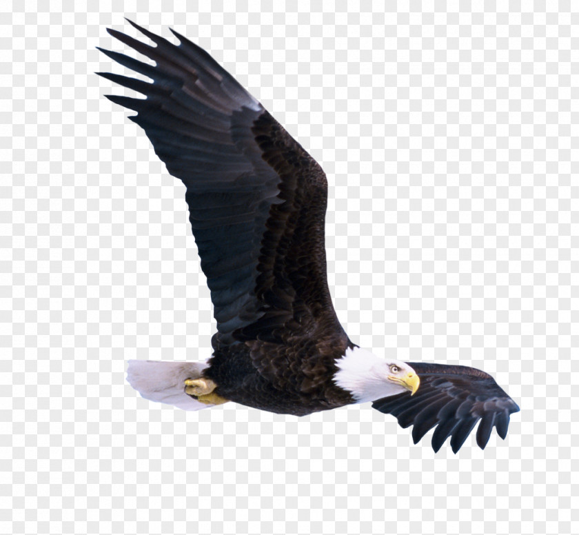 Golden Eagle Kite Bird Bald Of Prey Accipitridae PNG