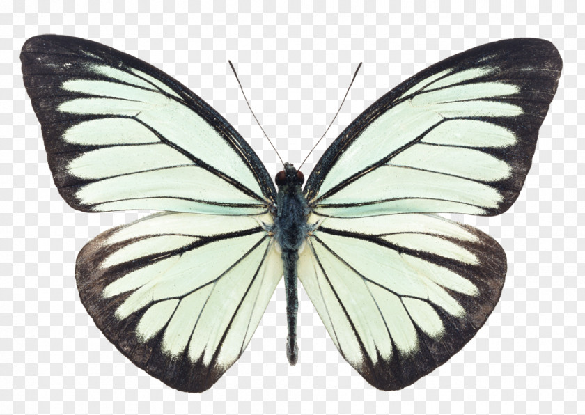 Melanargia Symmetry Butterfly Cartoon PNG